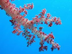 Soft corals and a blue water back ground, taken at Shark ... by Anel Van Veelen 